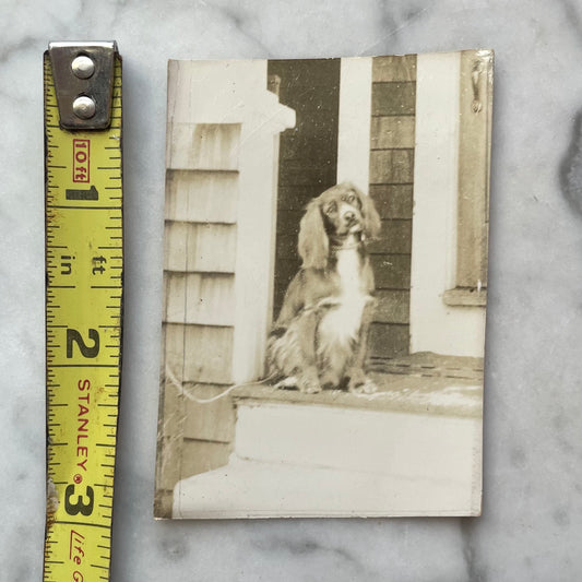 Antique Dog Snapshot