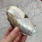 Victorian Pearl Shell Purse