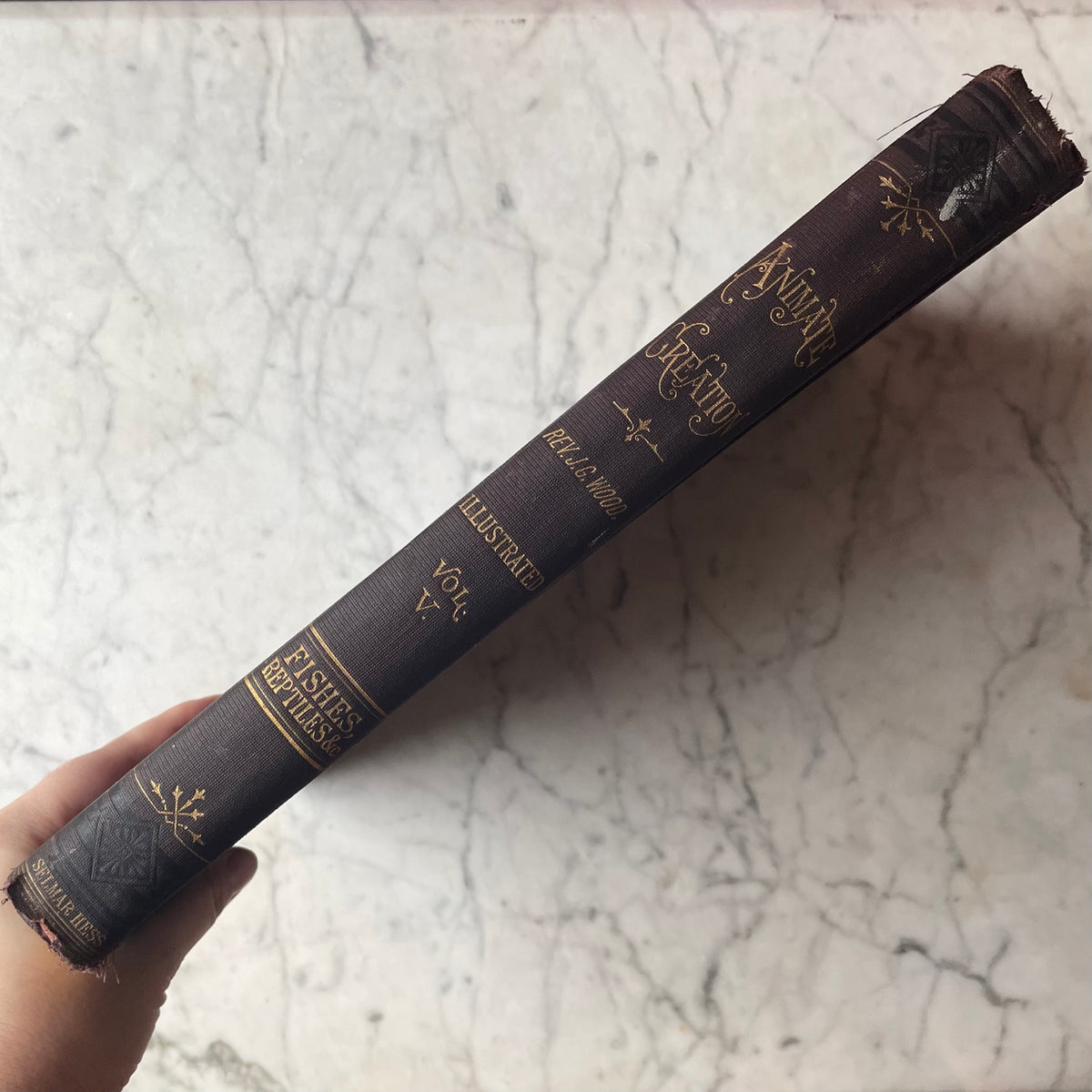 Animate Creation: Popular Edition of "Our Living World," A Natural History | 1890s