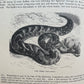 Animate Creation: Popular Edition of "Our Living World," A Natural History | 1890s