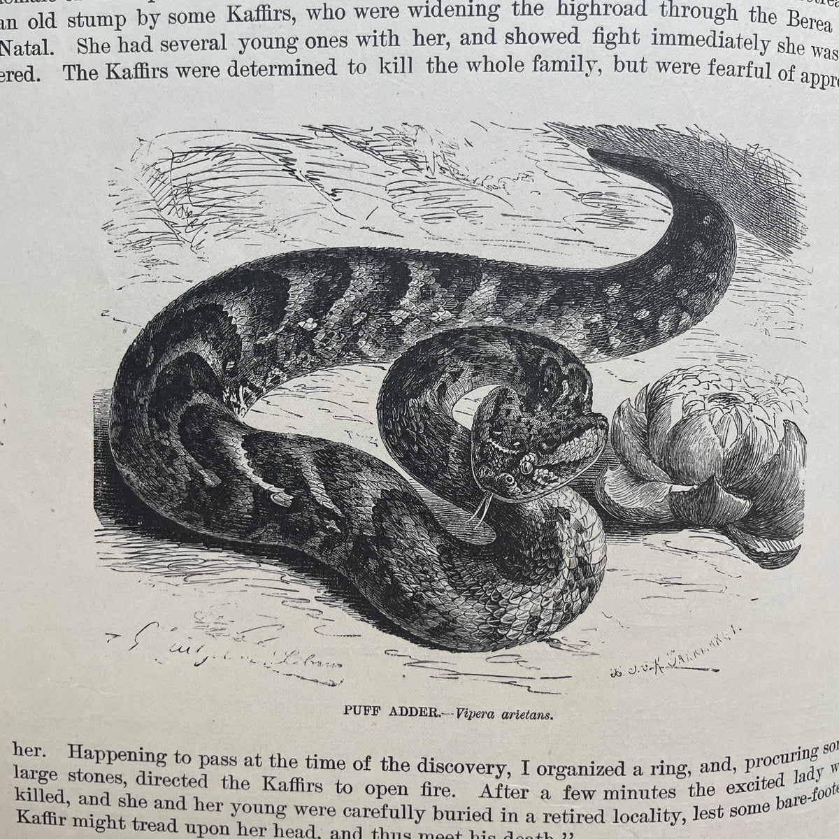 Animate Creation: Popular Edition of "Our Living World," A Natural History | 1890s