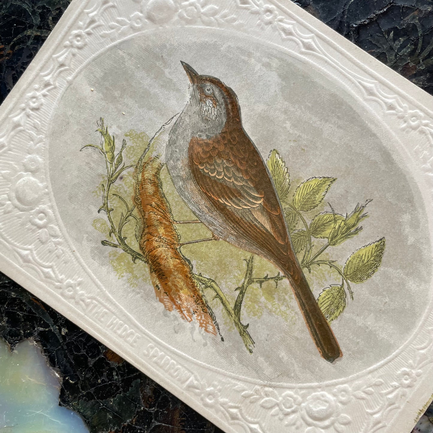 Victorian Bird Trade Card | Hedge Sparrow