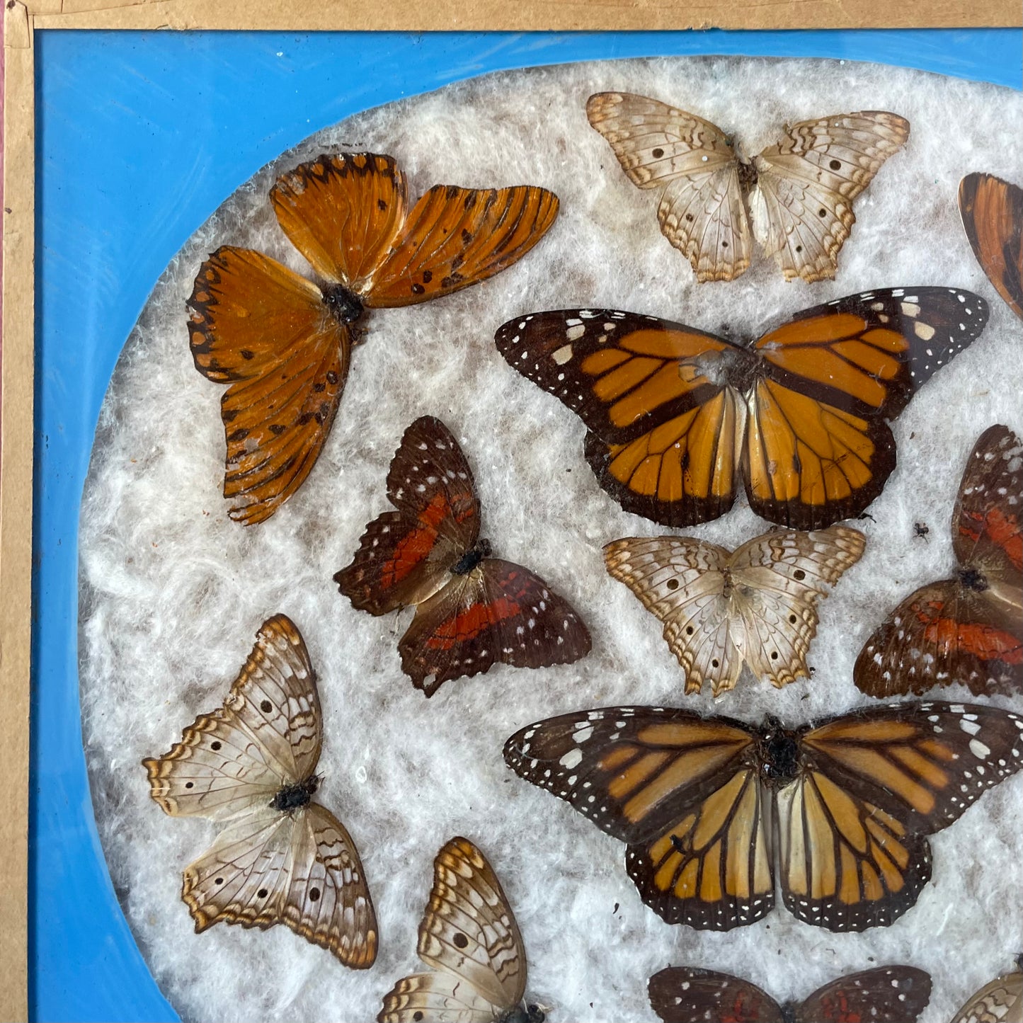 Vintage Butterfly Assemblage