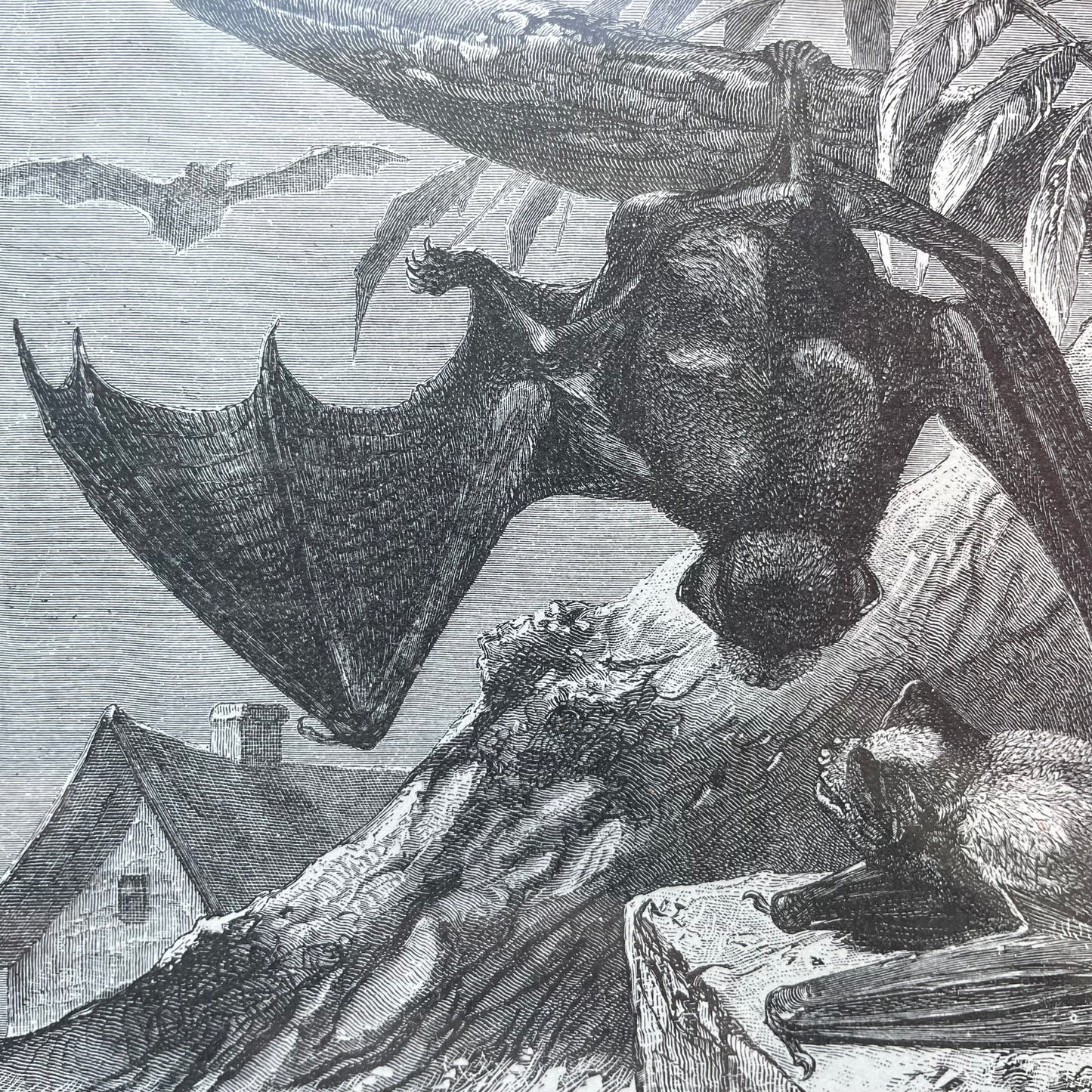 Victorian Bat Print