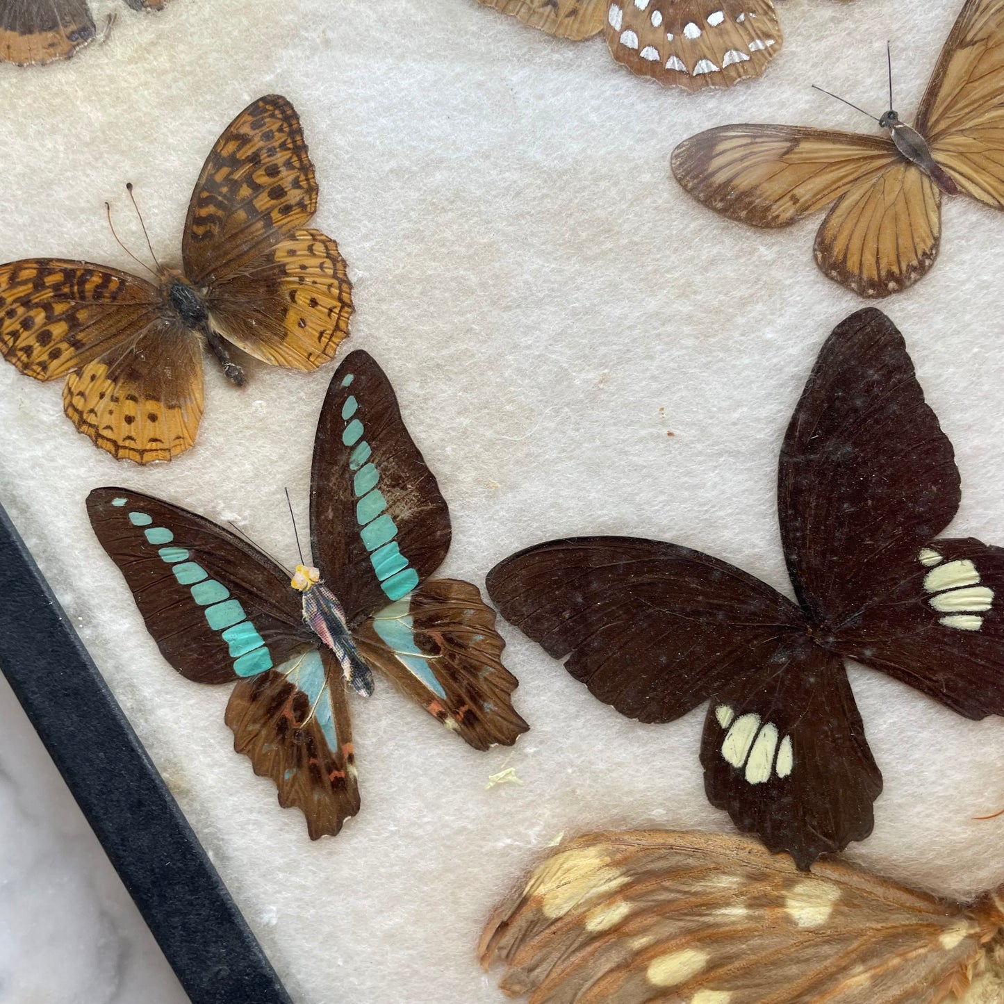 Butterfly Specimens | Vintage Riker’s Case