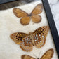 Butterfly Specimens | Vintage Riker’s Case