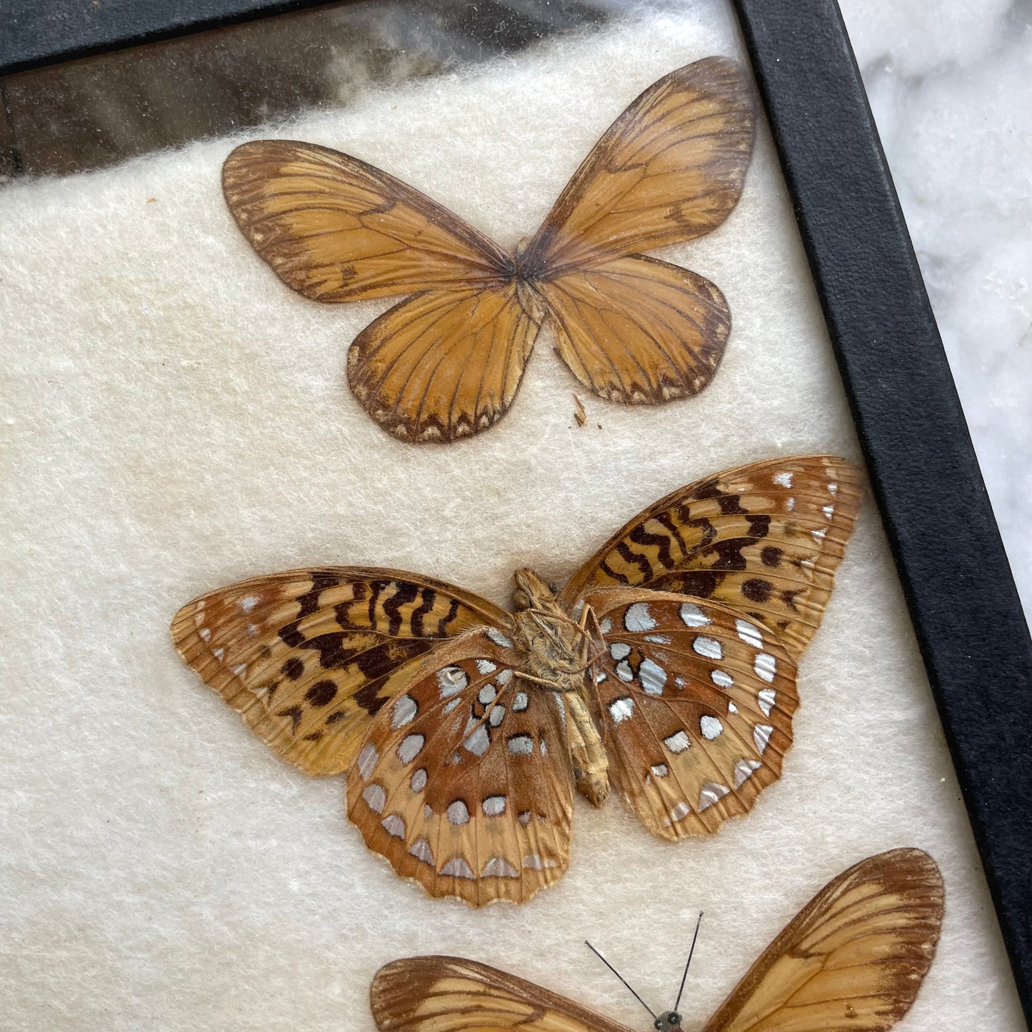 Butterfly Specimens | Vintage Riker’s Case