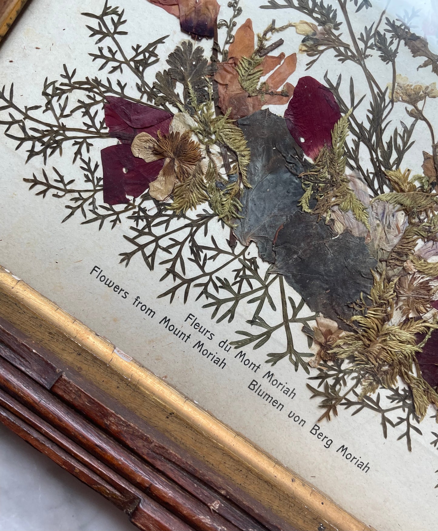 Pressed Flowers from the Holy Land in Adirondack Frame