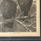 A Kind Rook | Victorian Framed Print