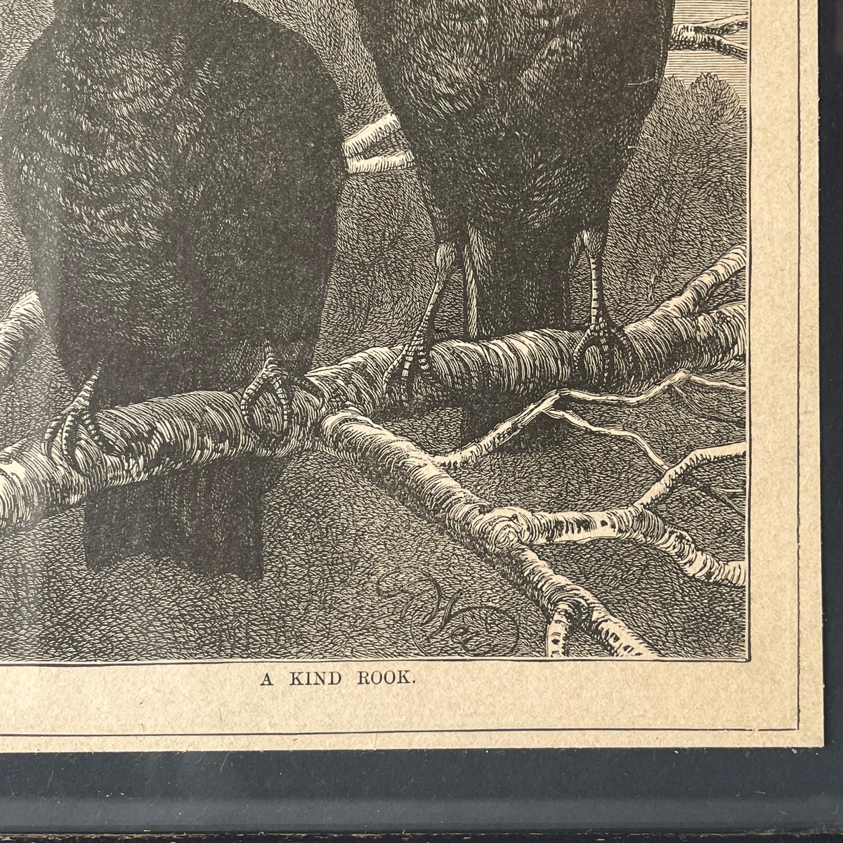 A Kind Rook | Victorian Framed Print