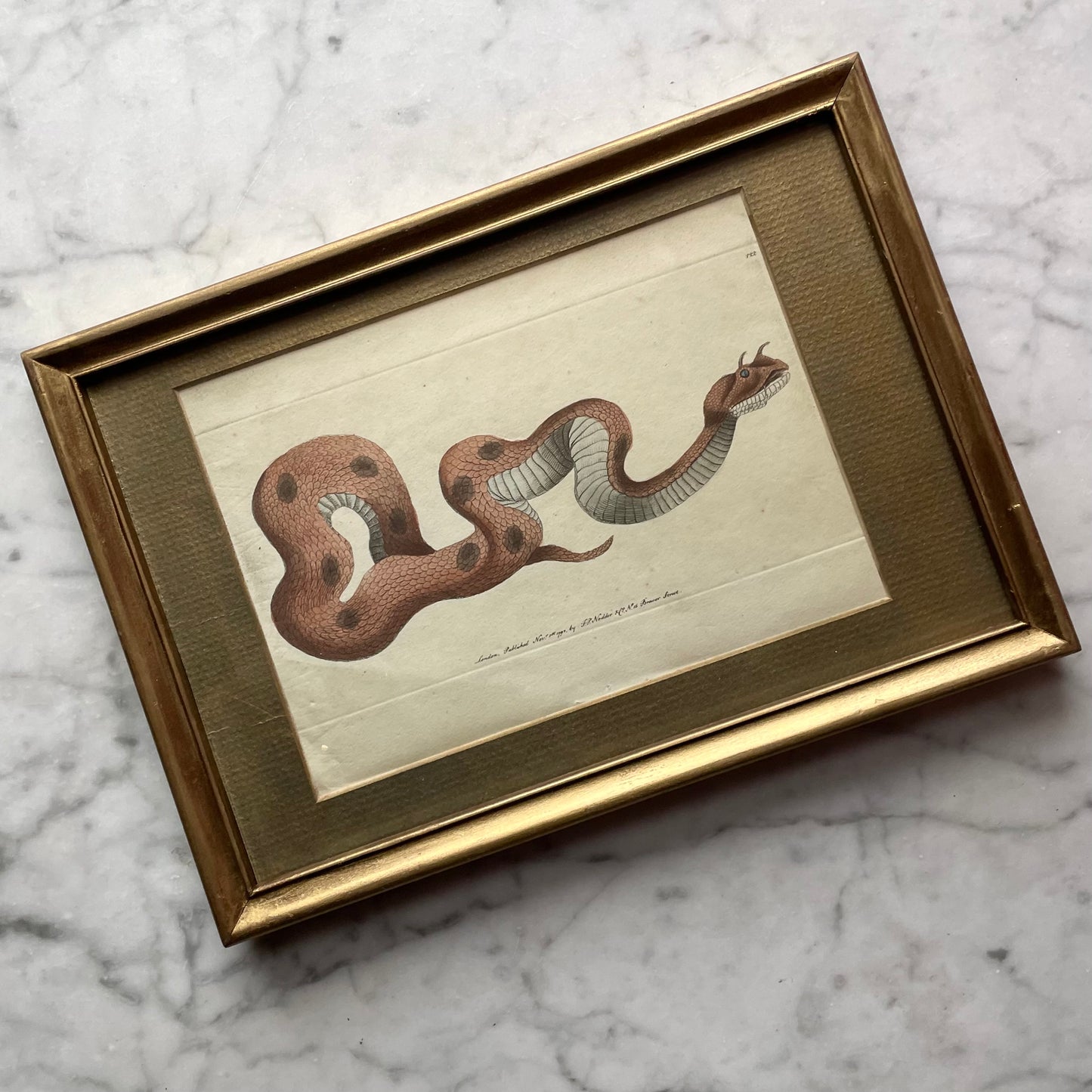 18th Century Snake Print | Saharan Horned Viper