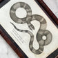 Mourning Snake | 1802 Framed Print