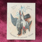 Dead Birds | Victorian Trade Cards with Game Bird Motif | James S. Kirk & Co.
