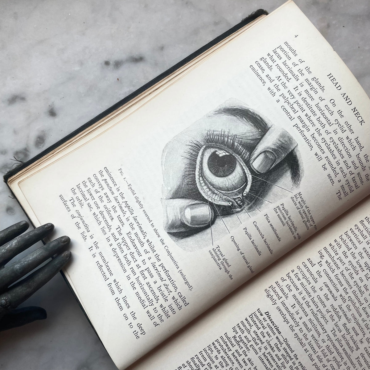 Cunningham’s Manual of Practical Anatomy | Volume III: Head and Neck | 1920