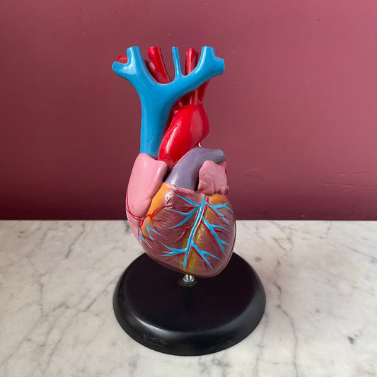 Vintage Anatomical Heart Model
