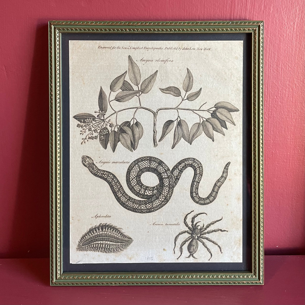 Antique Snake & Tarantula Engraving | 1805 | Andrew Bell