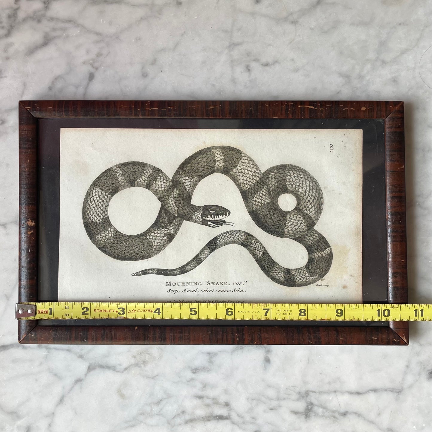 Mourning Snake | 1802 Framed Print