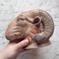 Antique Neoclassical Rams Heads