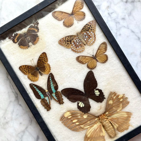 Butterfly Specimens | Vintage Riker’s Case