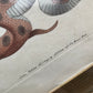 18th Century Snake Print | Saharan Horned Viper