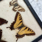 Butterfly Specimens | Vintage Riker’s Case