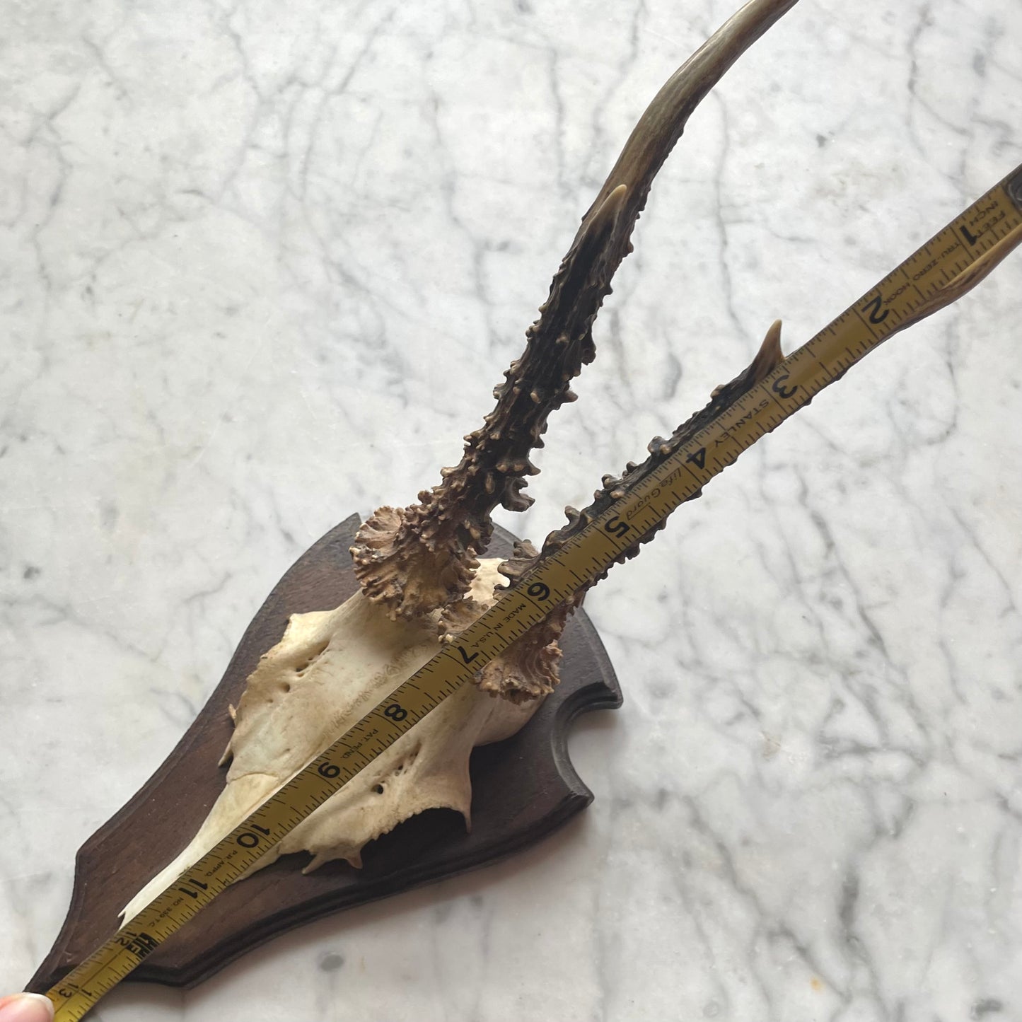 Antique Black Forest Roe Deer Antler Trophy