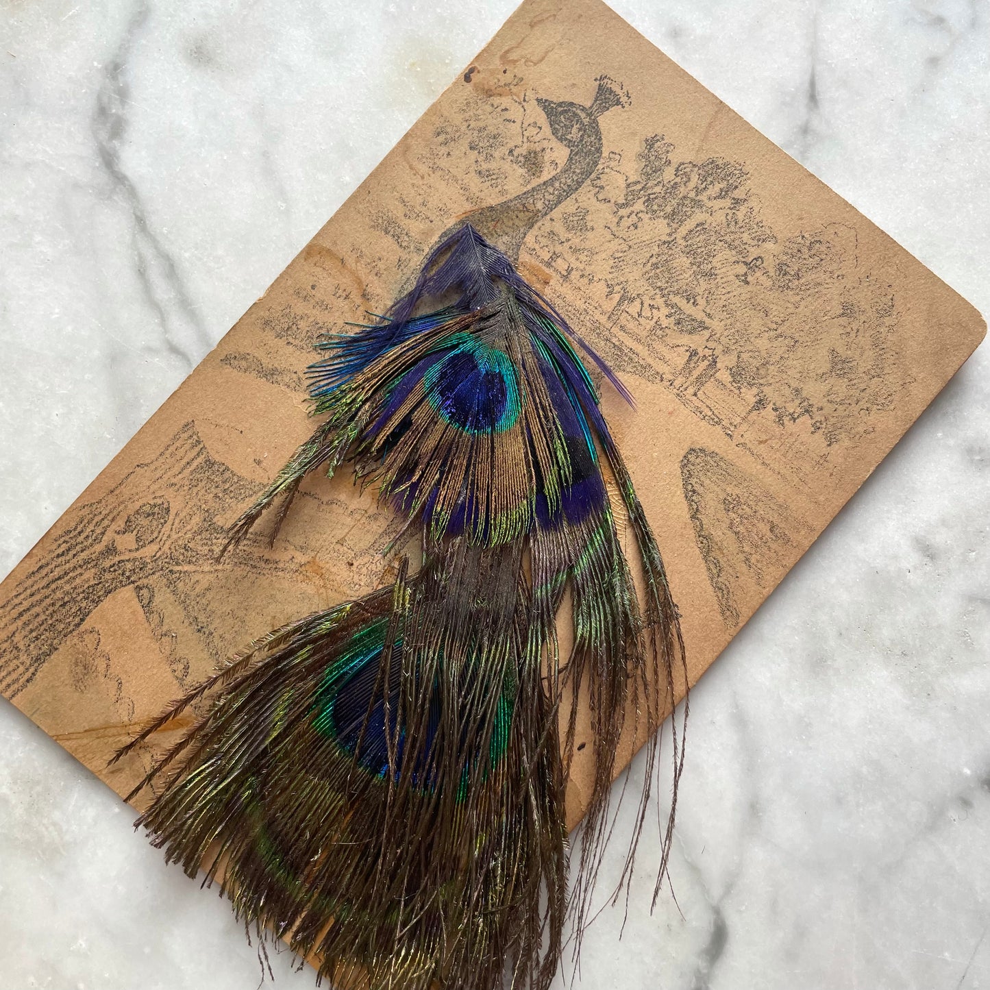 Antique Peacock Feather Postcard