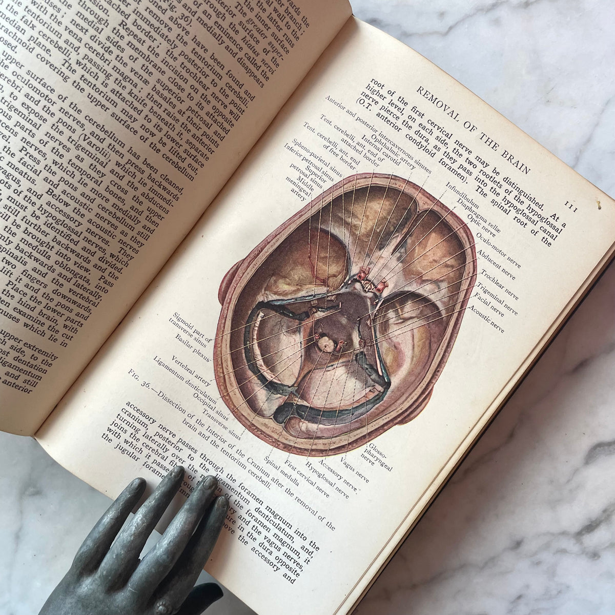 Cunningham’s Manual of Practical Anatomy | Volume III: Head and Neck | 1920