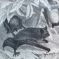 Victorian Bat Print
