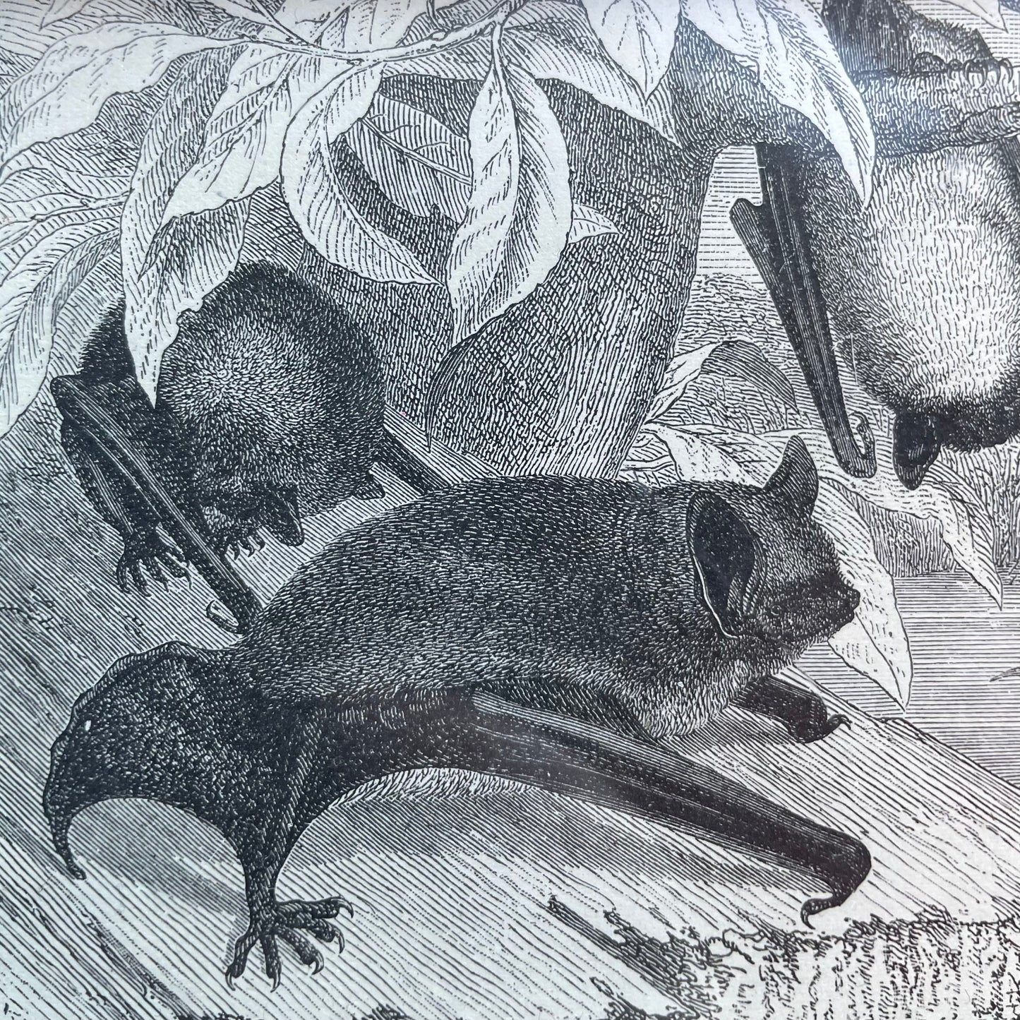 Victorian Bat Print
