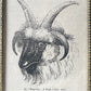 Antique Four Horned Ram | Miniature Framed Print