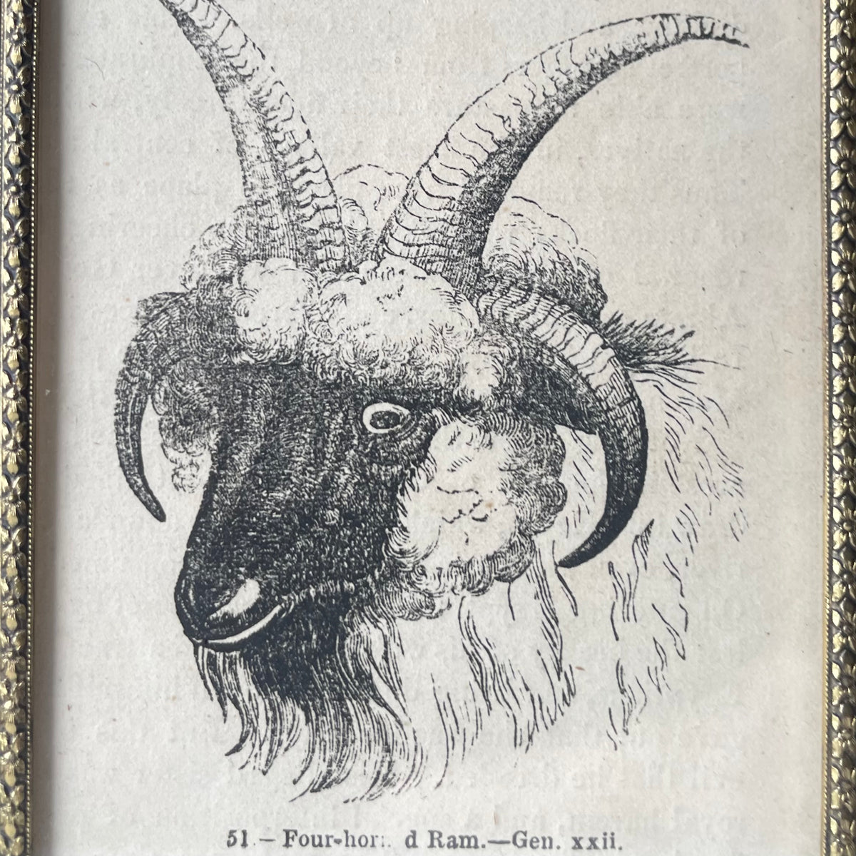 Antique Four Horned Ram | Miniature Framed Print