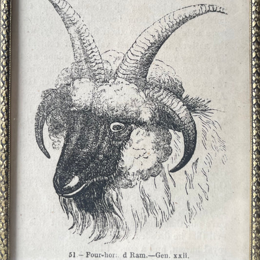 Antique Four Horned Ram | Miniature Framed Print