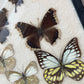 Butterfly Specimens | Vintage Riker’s Case