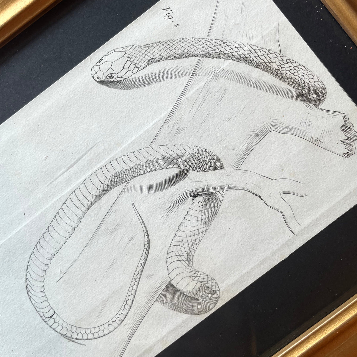 Antique Snake Prints | P. Duménil | 1833