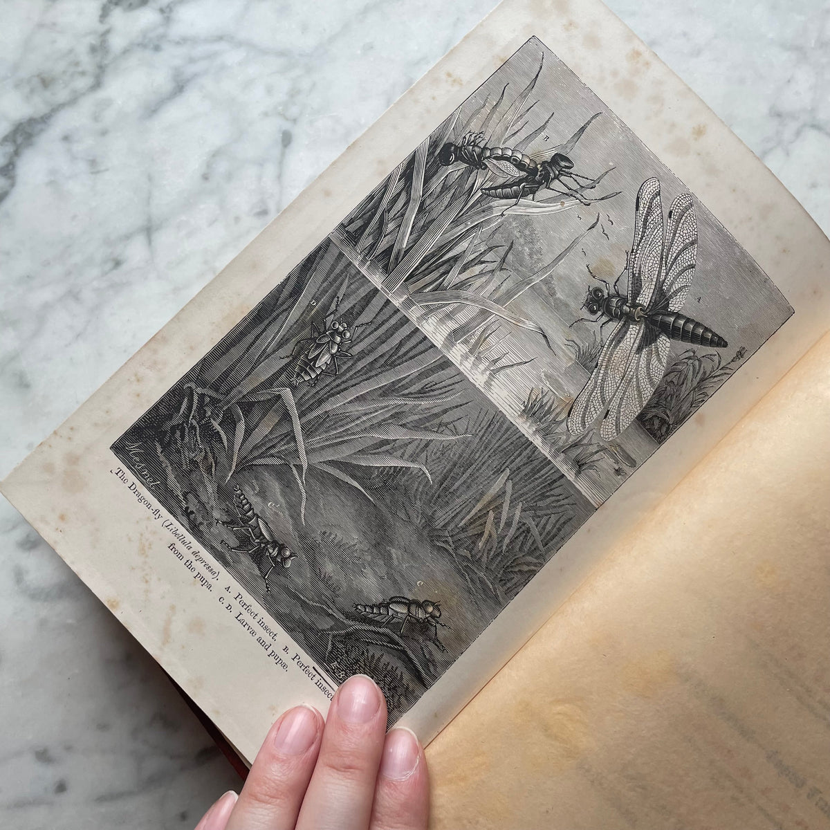The Insect World | Louis Figuier | 1869