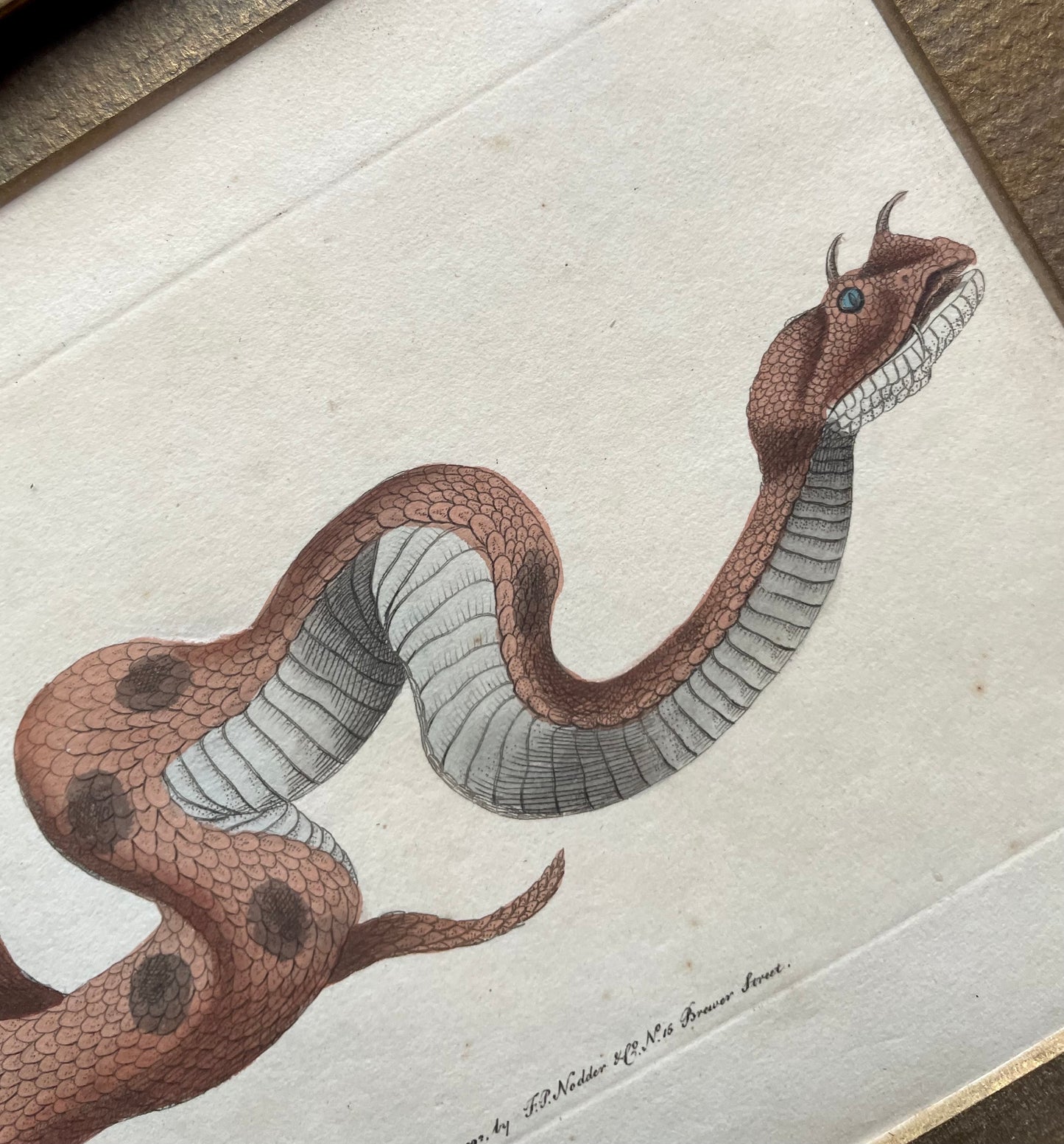 18th Century Snake Print | Saharan Horned Viper
