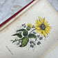 Floral Forget Me Not| The Language of Flowers | 1854