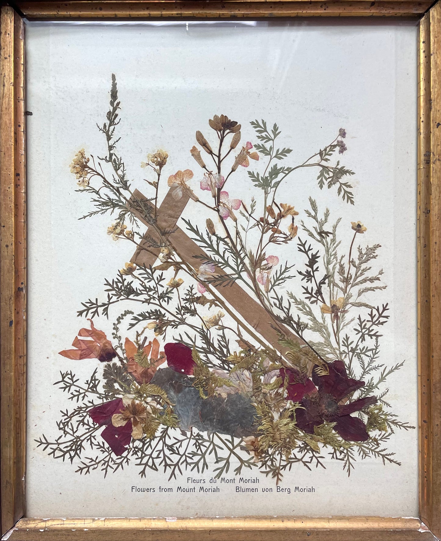 Pressed Flowers from the Holy Land in Adirondack Frame