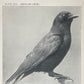 American Crow | Vintage Framed Print