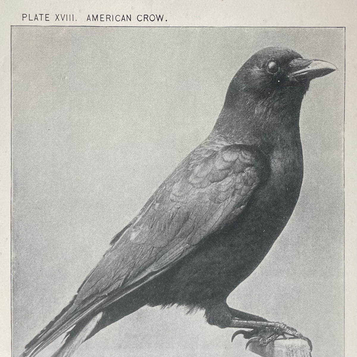 American Crow | Vintage Framed Print