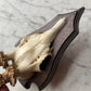 Antique Black Forest Roe Deer Antler Trophy