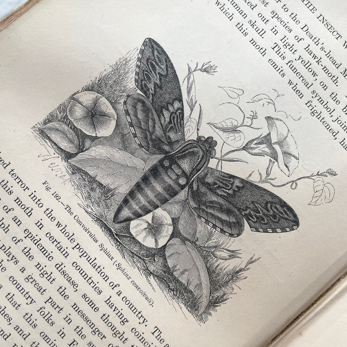 The Insect World | Louis Figuier | 1869