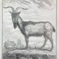Le bouc | 18th Century Goat Framed Print