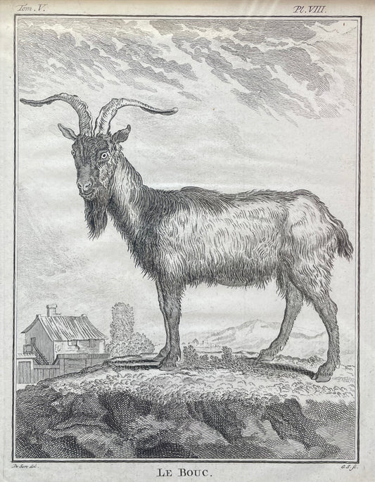Le bouc | 18th Century Goat Framed Print