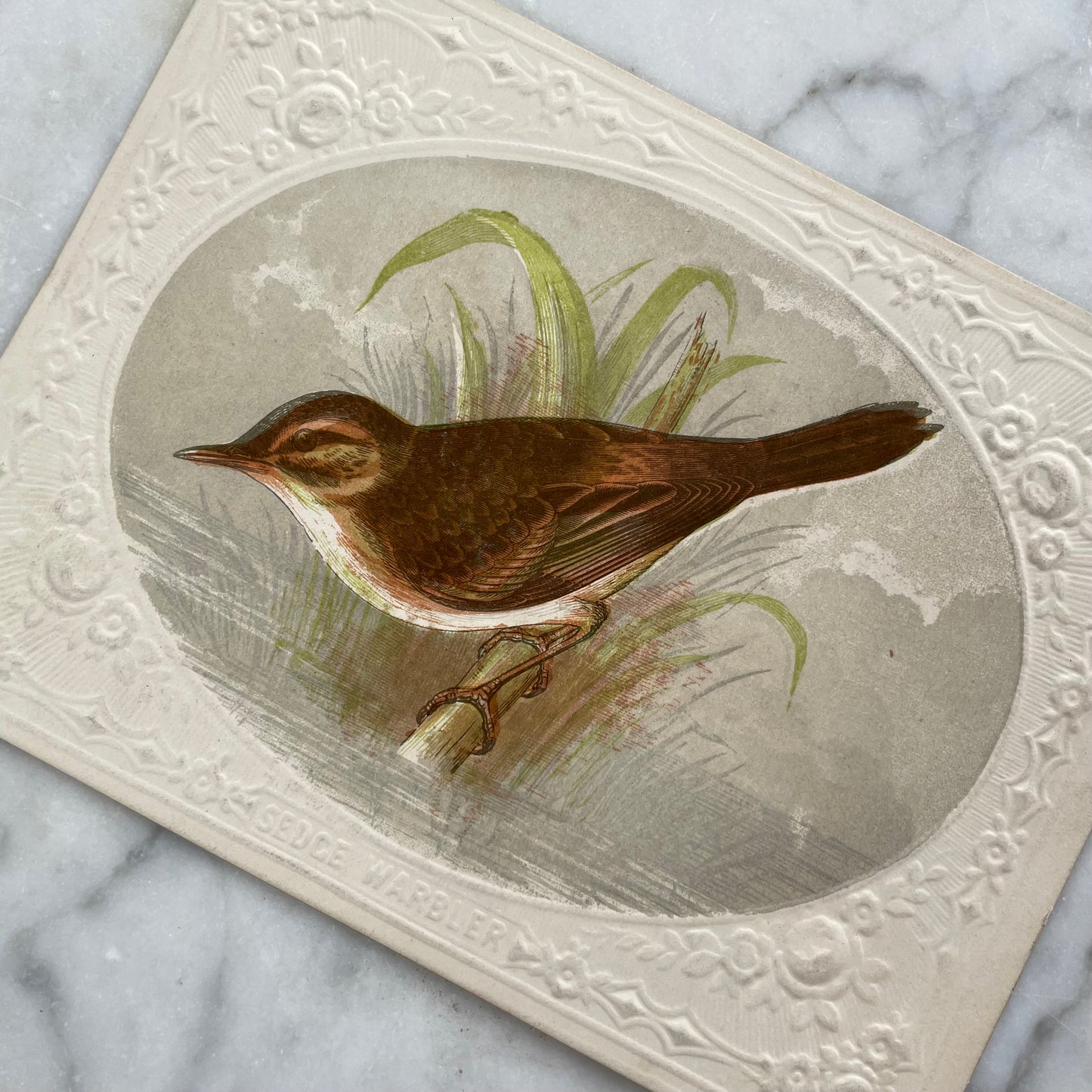 Victorian Bird Trade Card | Sedge Warbler