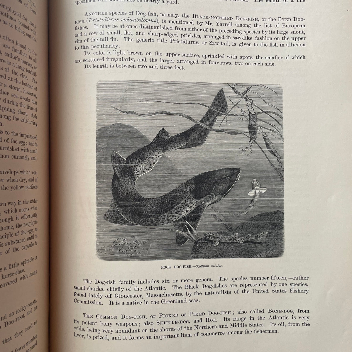 Animate Creation: Popular Edition of "Our Living World," A Natural History | 1890s