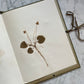 Antique Herbarium