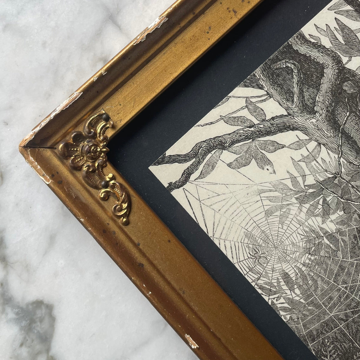 Victorian Spiderweb Engraving