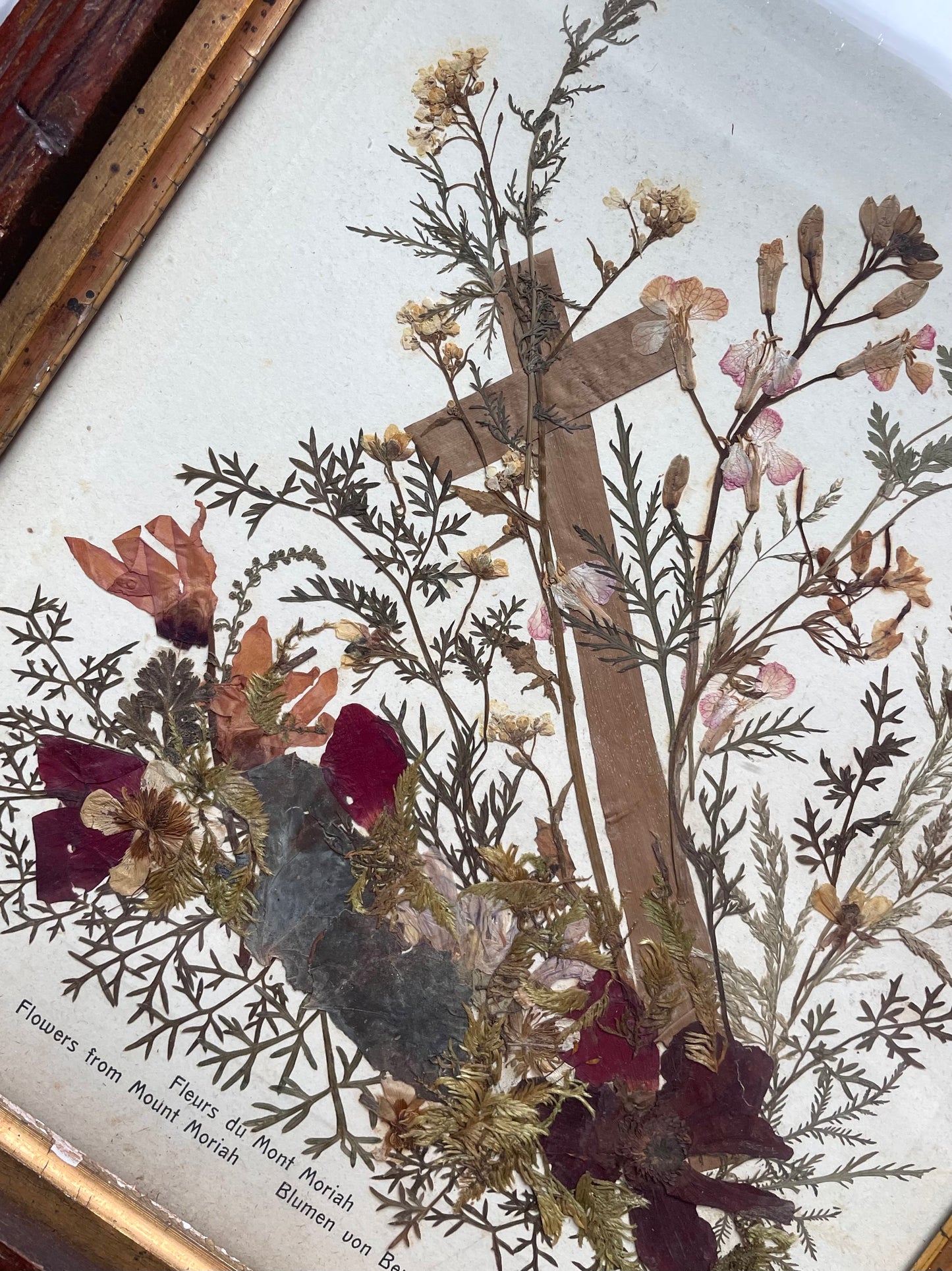 Pressed Flowers from the Holy Land in Adirondack Frame